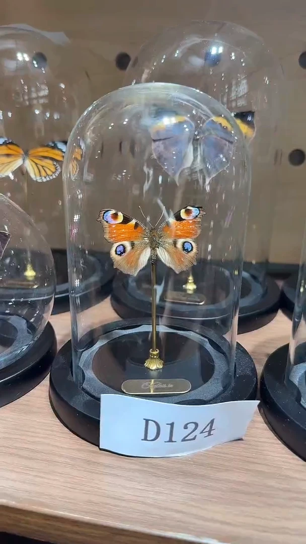 D124蝴蝶标本摆件