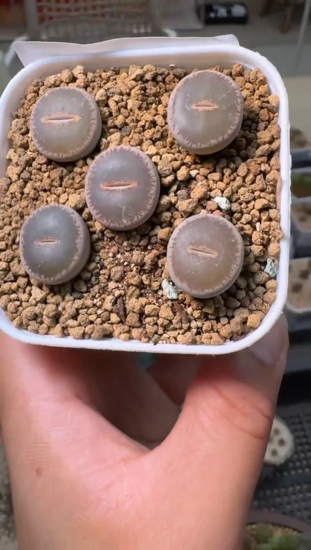 212美丽的多肉石头紫薰一颗