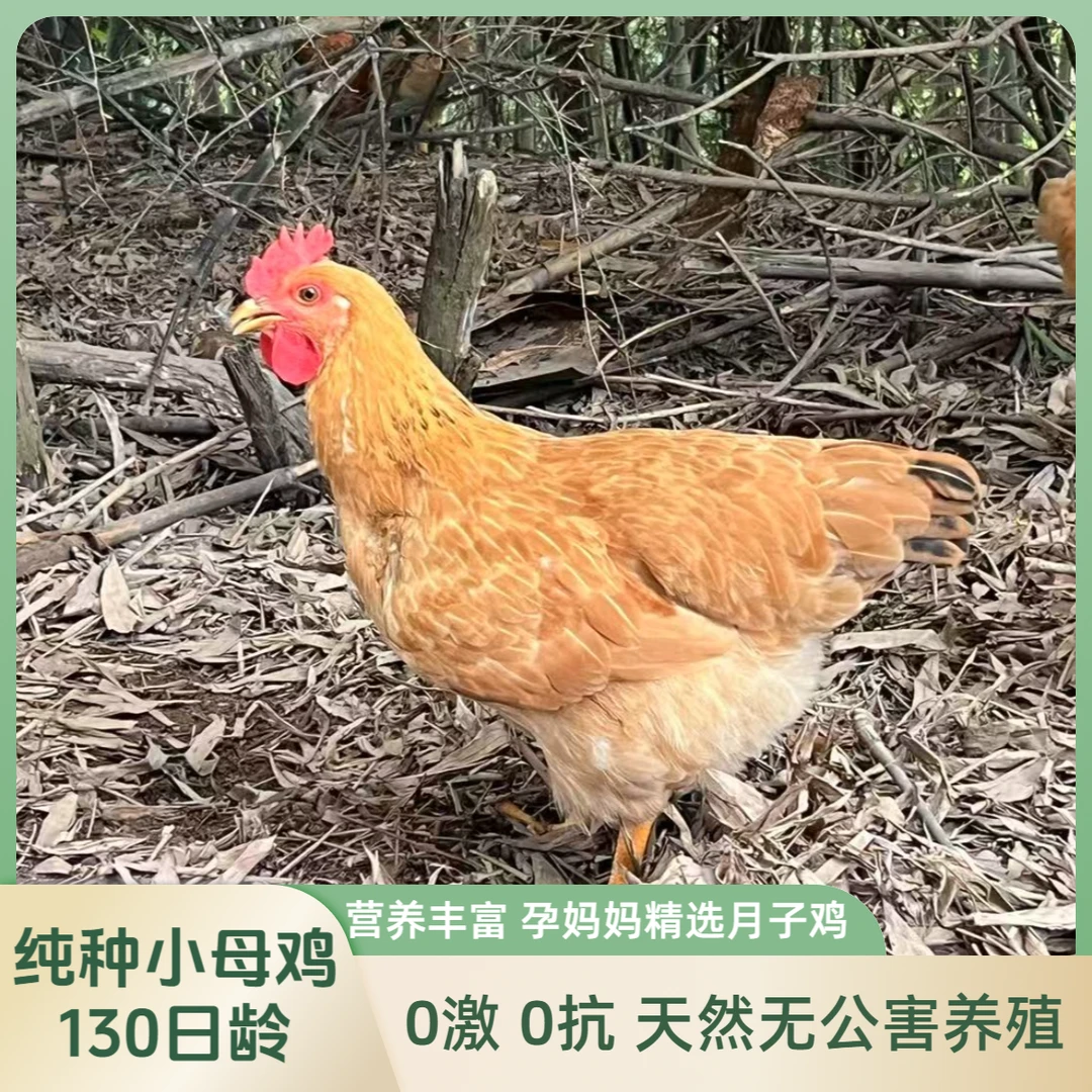 【130日龄】福建河田散养小母鸡孕妇鸡营养丰富新鲜宰杀次日达鸡肉同城送