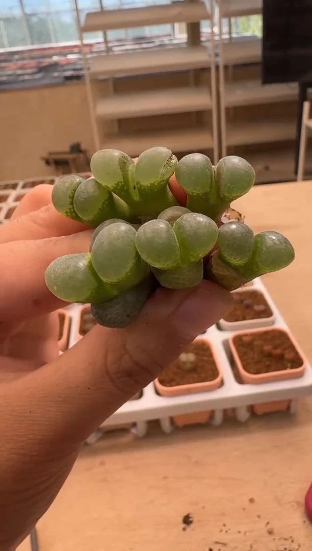 美丽的肉石头- 粉玫瑰14一颗