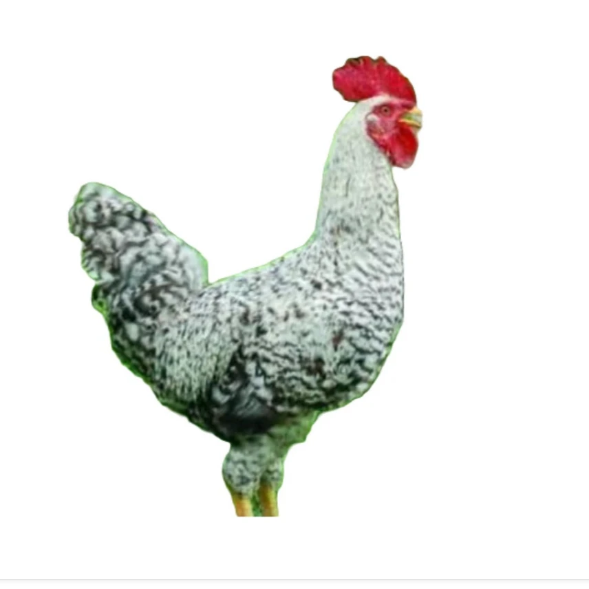 白芦花整鸡生鲜肉质鲜美到手10只