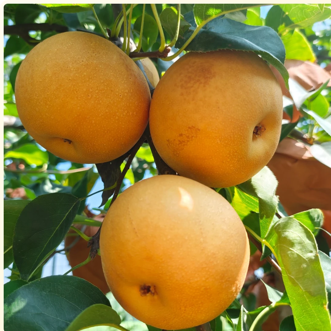 河南淮阳秋月梨包邮现摘现发脆甜多汁新鲜应季水果