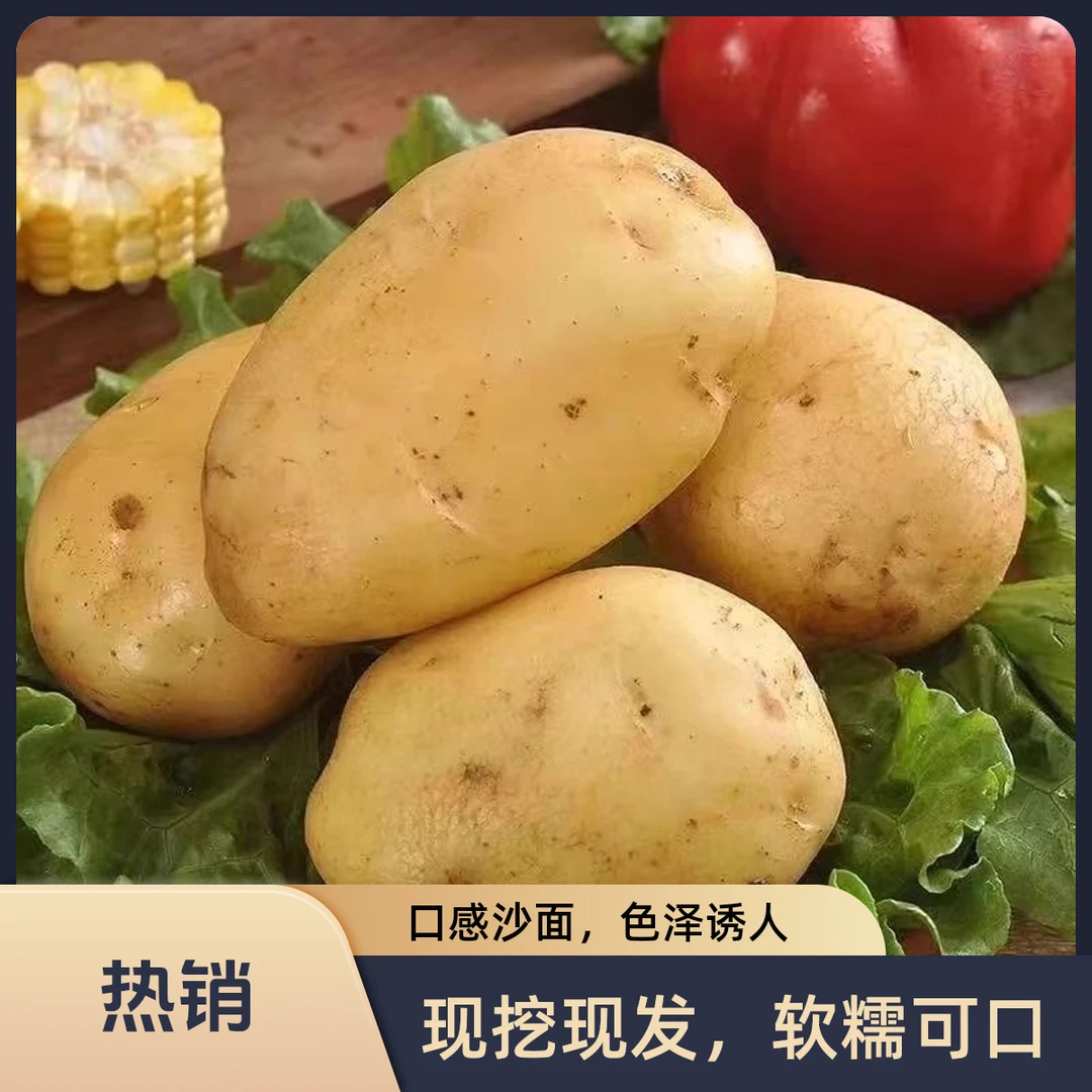 云南沙地土豆新鲜现挖黄心沙面马铃薯软糯香甜可口洋芋