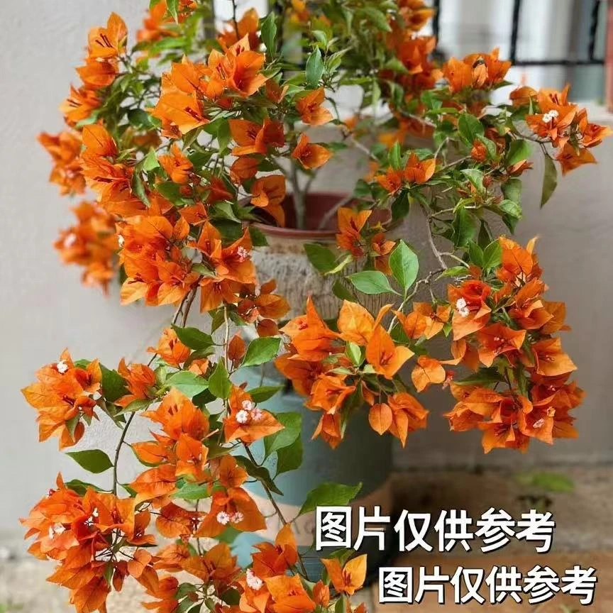 【橙桑巴 】三角梅勤花品种