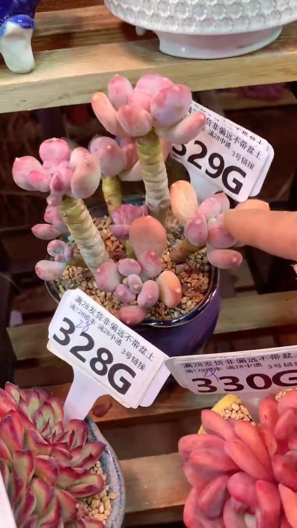 329G(一物一拍实付满28发货，默认不带盆土）