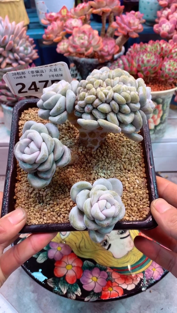 玉麒麟缀化247D（一物一拍，精品多肉，w所见即所得 ）