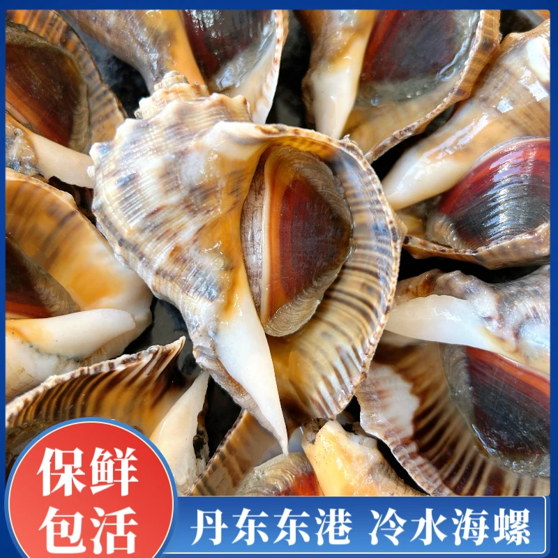 【鲜活海螺】 丹东-东港 黄海冷水 海螺带壳4斤 大海螺 保活发货