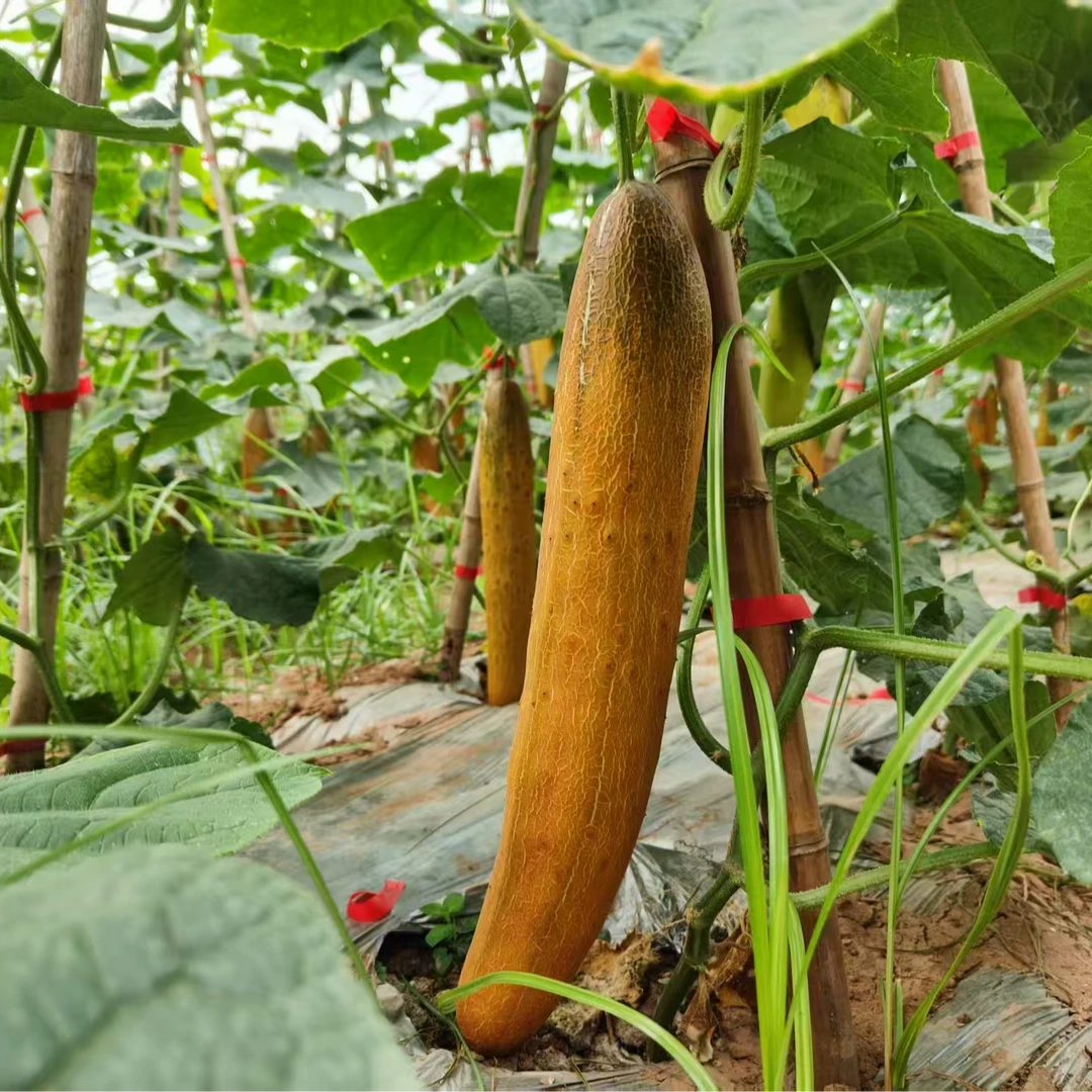 【河溶】湖北农家新鲜麻皮黄瓜老黄瓜现摘现发5斤