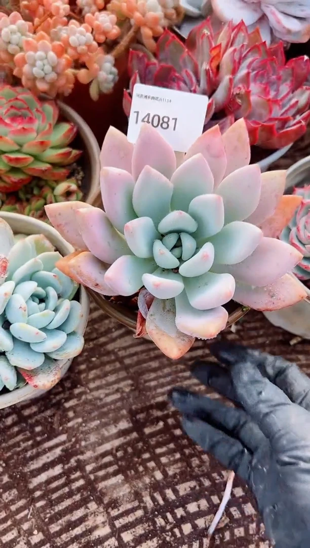 爱*妃多肉植物一物一拍14081