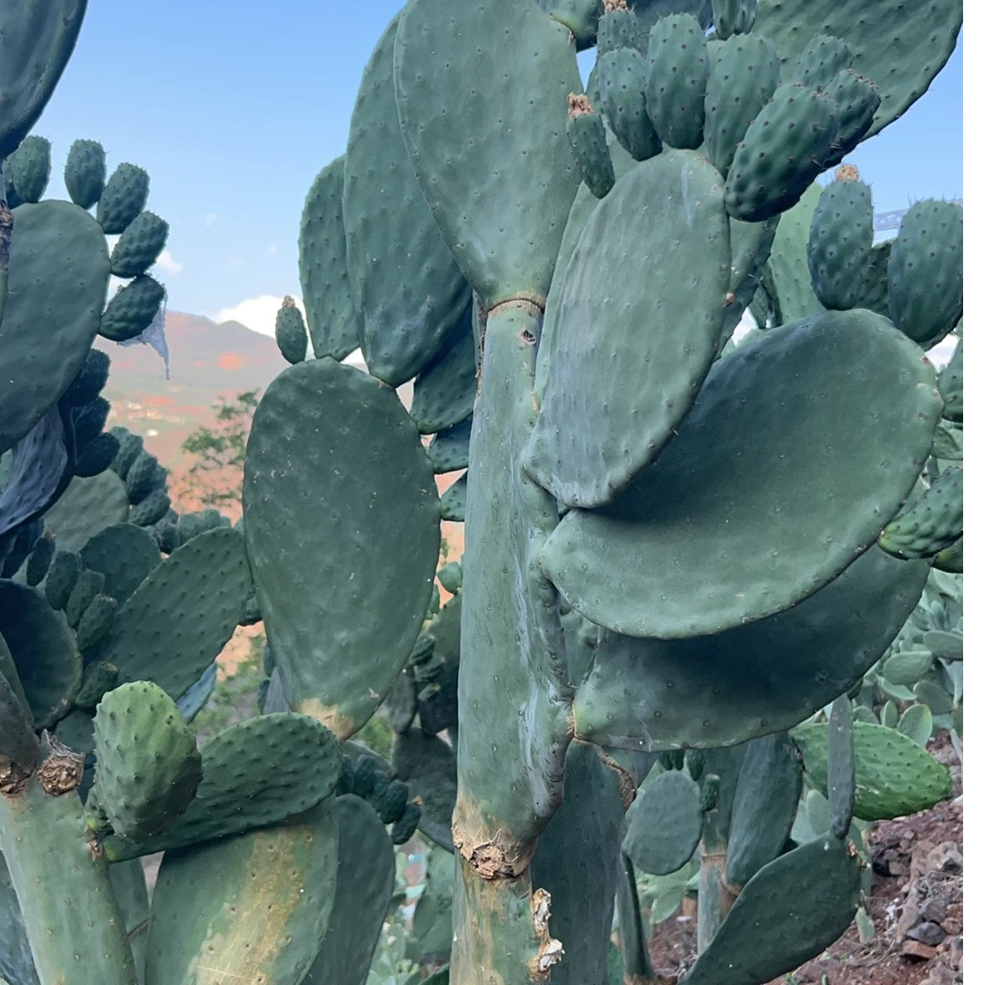 少刺仙人掌种植叶片绿植盆栽可观赏仙人掌科多肉