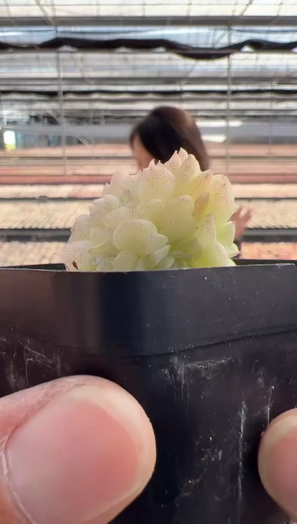 【闪购商品】蝶叶-18