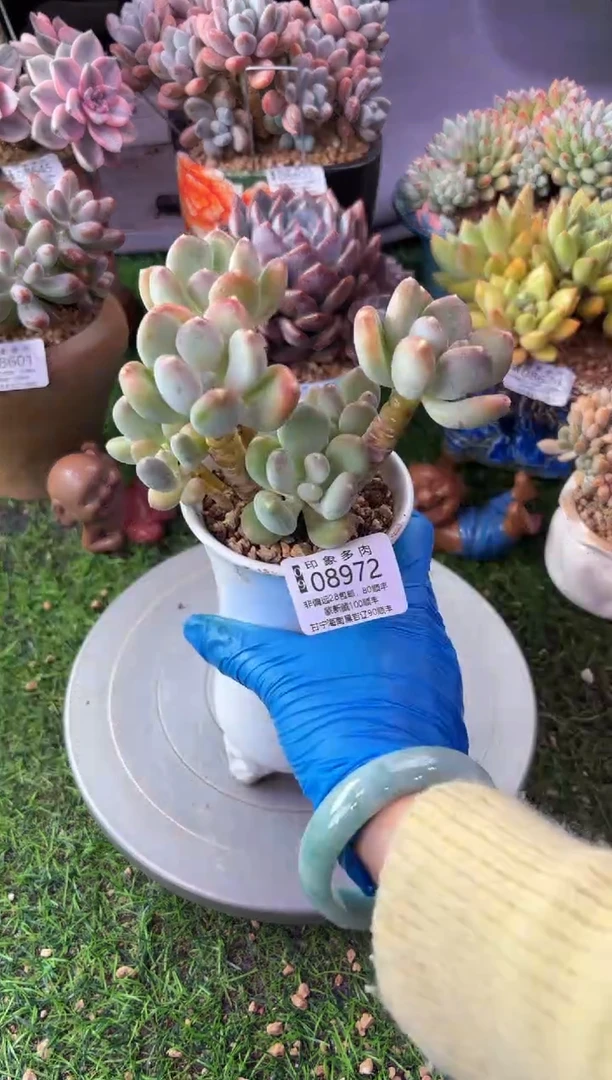 昆明印象多肉08972