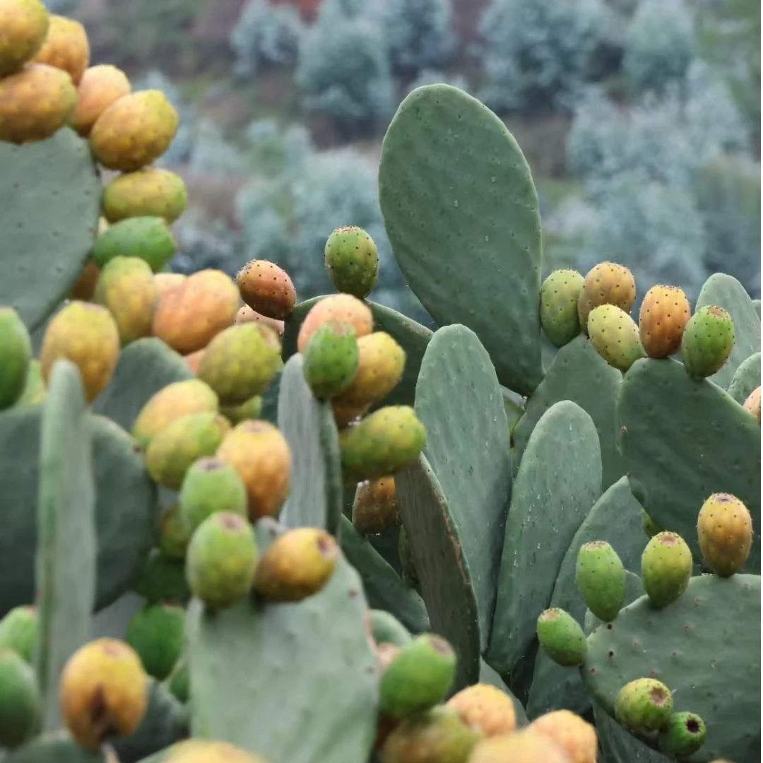 宝塔黄果仙人掌种植片25~30cm（2片装）