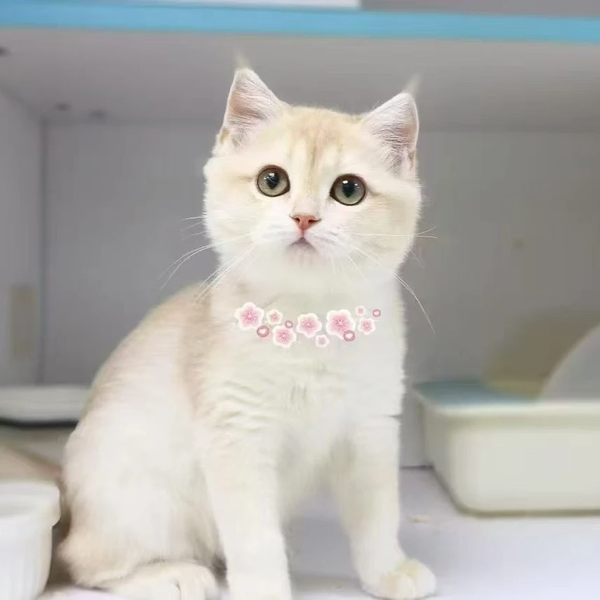 英短紫金渐层猫小妹妹12色猫猫疫苗全