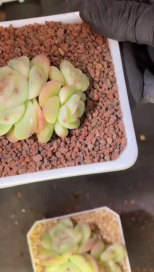 闪购2291 秃子群不包整散多肉一颗4厘米