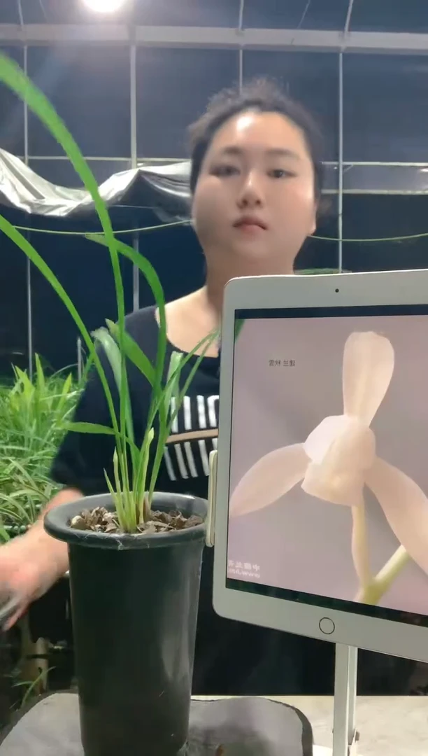 大部分开放少量花苞k****5秋雪