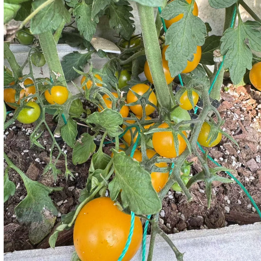 (顺丰包邮)自家种植丹东草莓小黄柿子