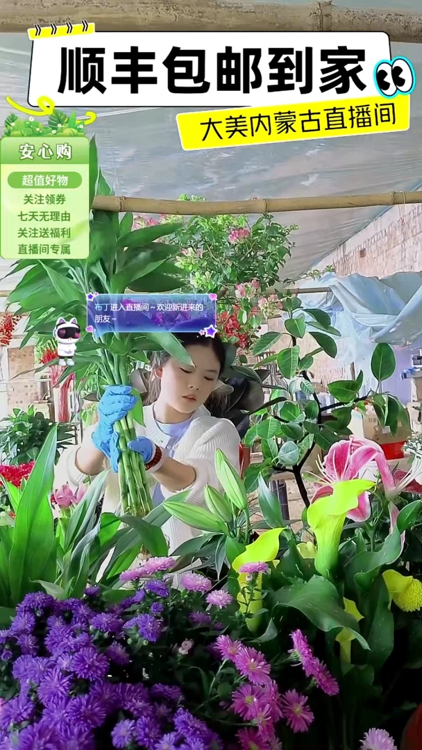 完全开放8根带根富贵竹带瓶子