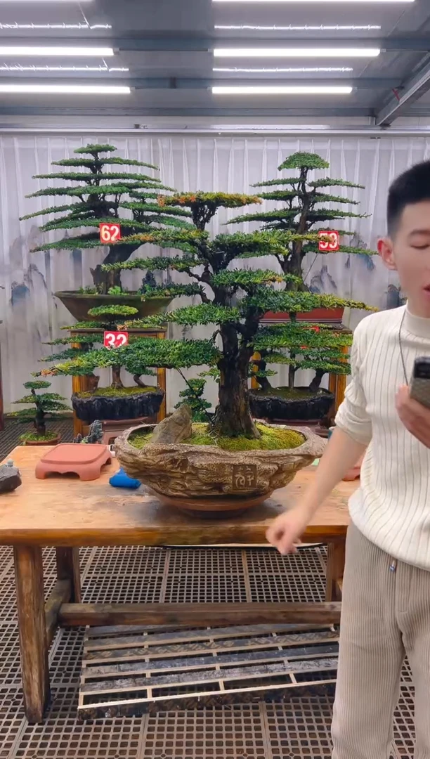 无花朵无*恼精品盆景直播间一物一拍