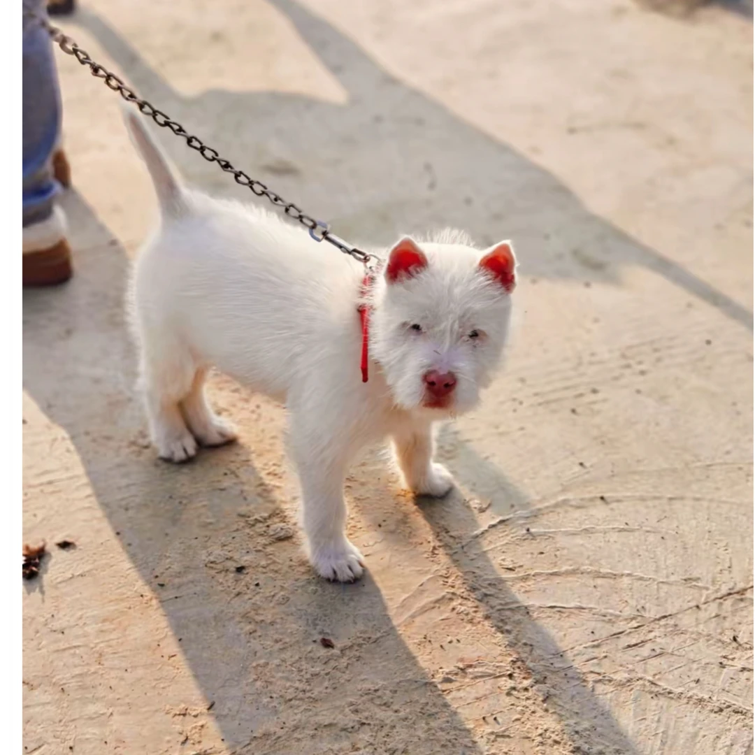 中华田园犬狗狗宠物链接一物一拍