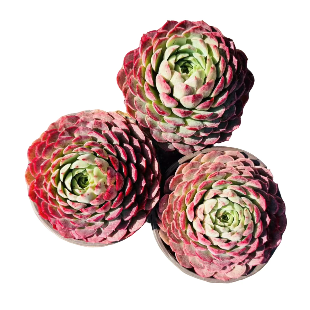 【3颗单头朱砂痣】168多肉植物好养露养以直播间展示为准满15元包邮