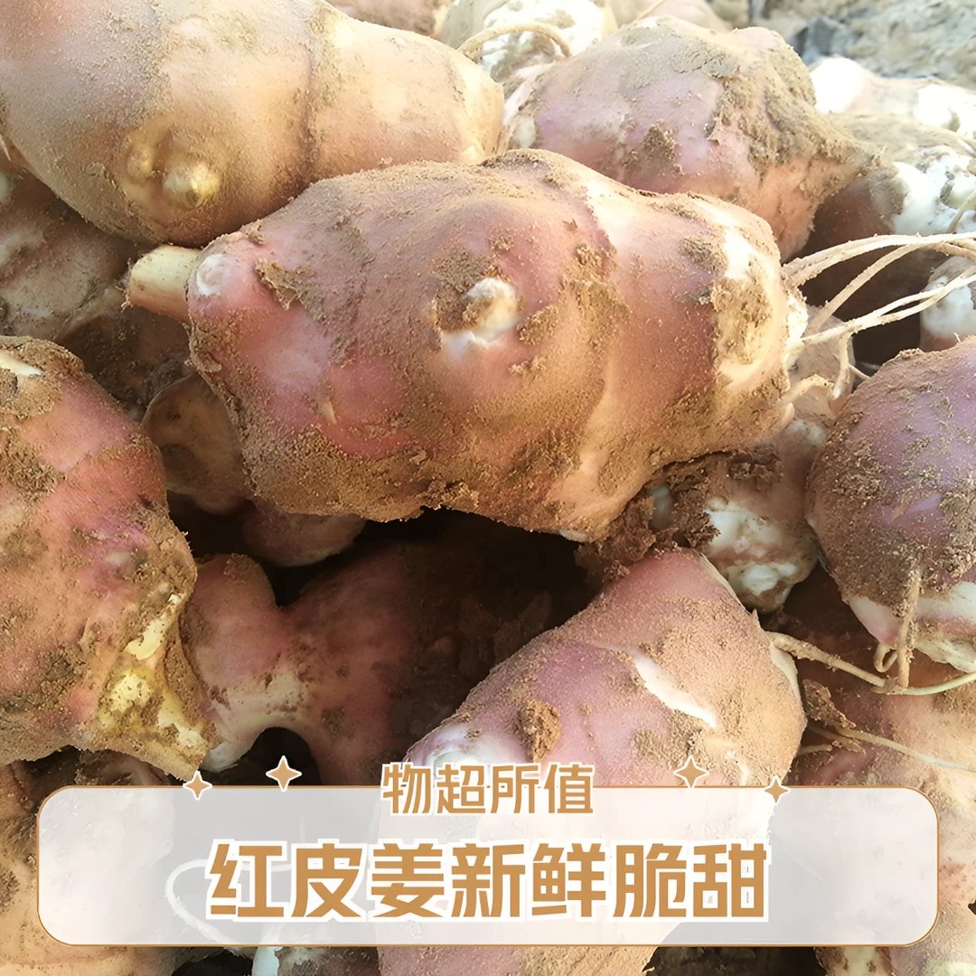 红皮洋姜新鲜现挖菊芋当季脆甜生吃水果姜不辣洋生姜鬼子姜2斤5斤
