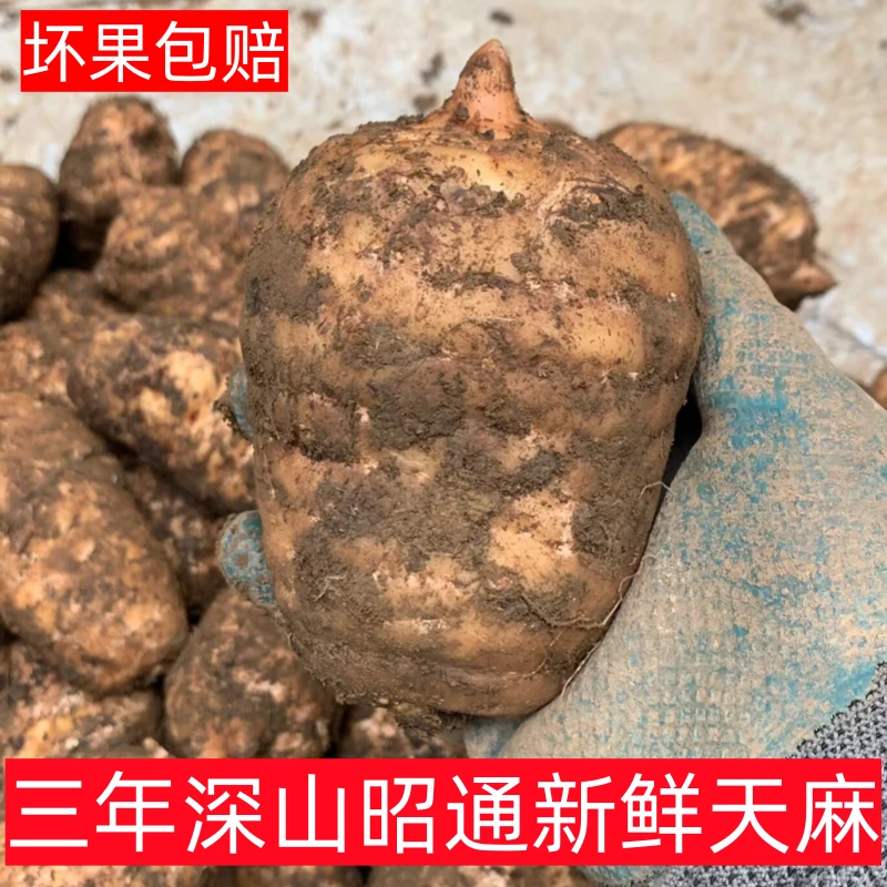 正昭通小草坝天麻云南深山仿种植新鲜天麻包邮
