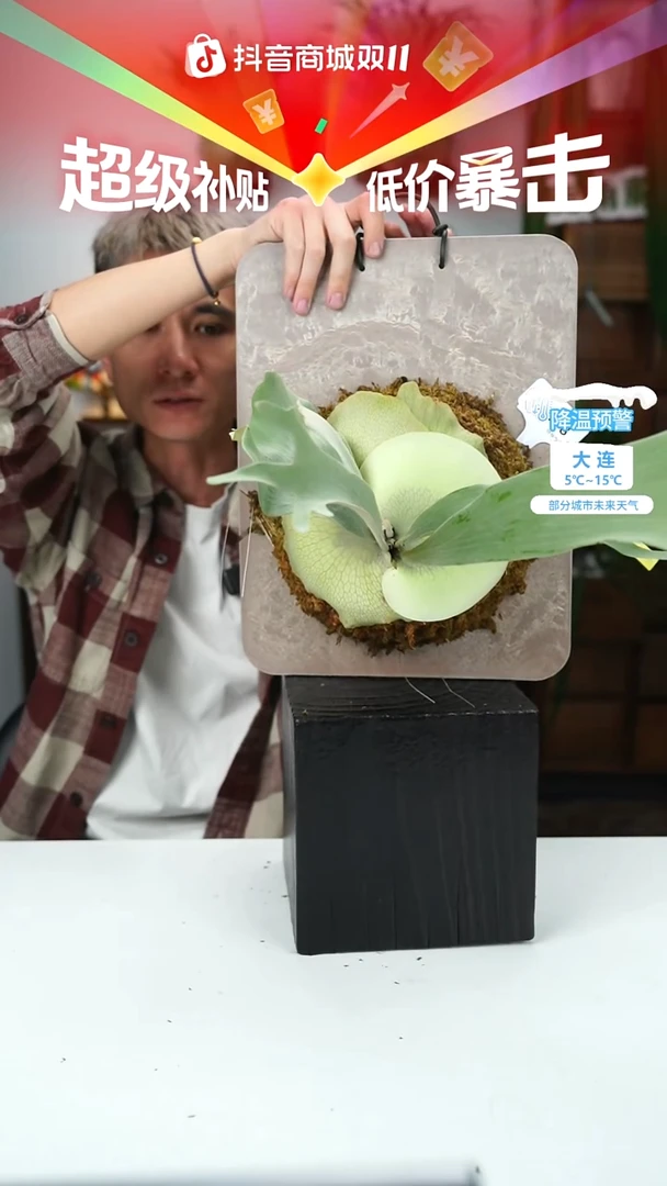 不开花植物P378-狮鹫孢子苗