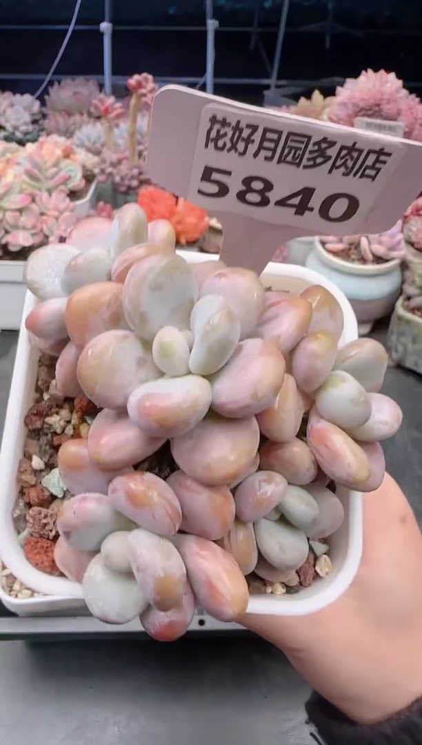 【闪购商品】5840香水洛神