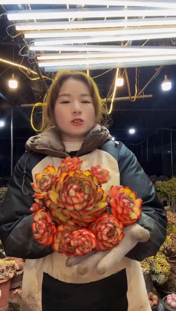 【闪购商品】宝利安娜脱土包邮