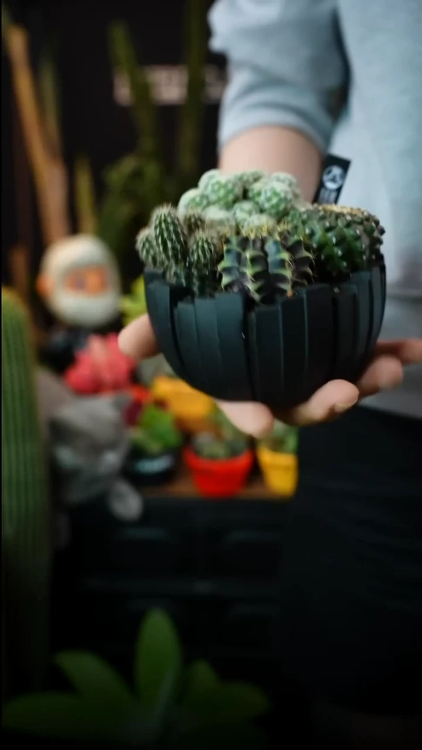 无花朵黑森林（福利
