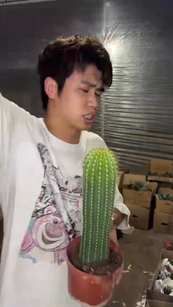 大单头 大凤龙 高20cm+