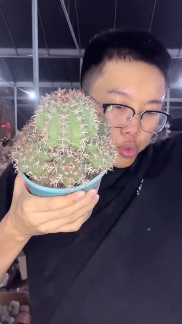 实生根 多头 魔云【没云顶】