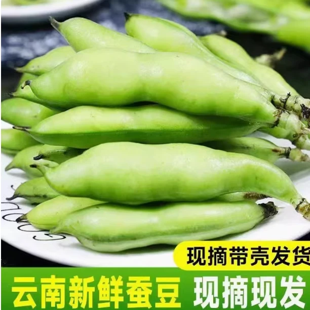 【中通顺丰】云南新鲜蚕豆自种带壳本地罗汉豆胡豆青豆荚绿色蔬菜箱