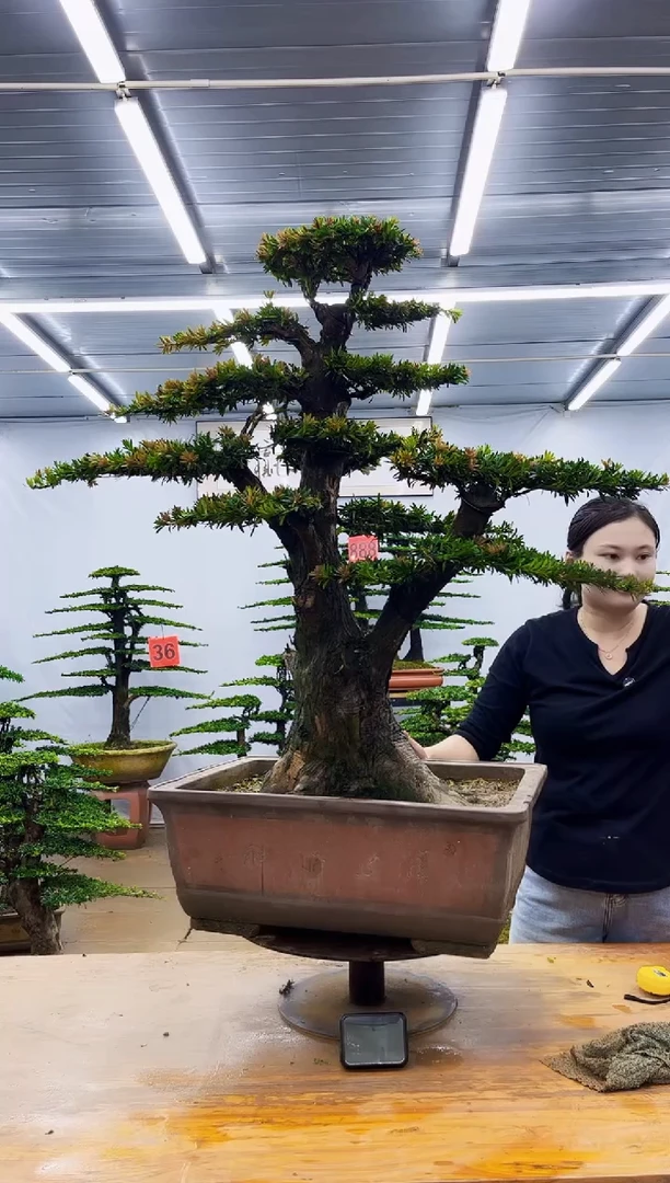 无花朵时**度一物一拍，所见即所得