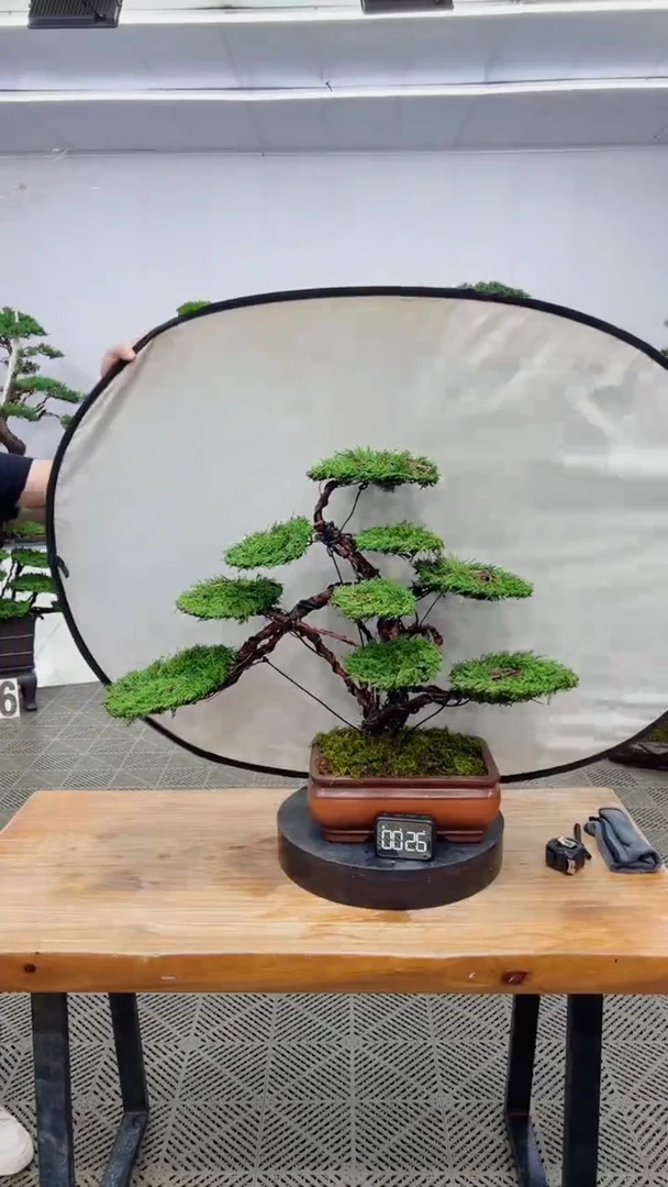 无花朵造型盆景一物一拍