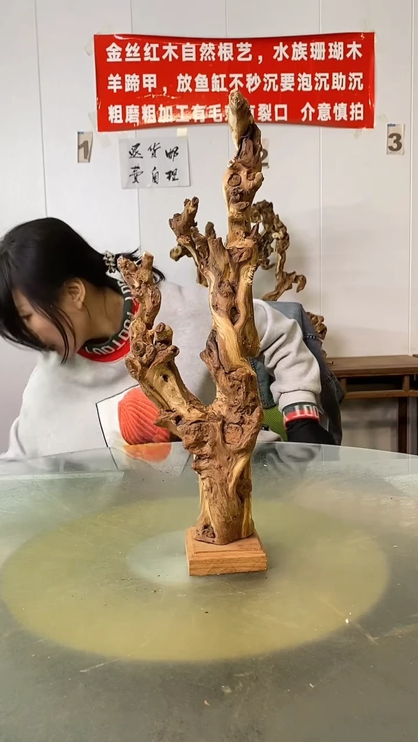 木桂*金丝红木 羊蹄甲