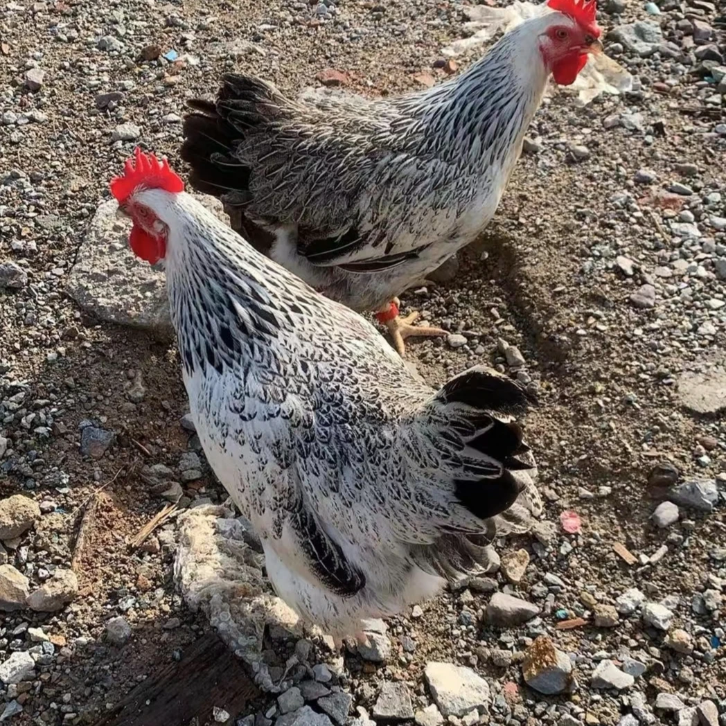 （到手4只）芦花稻花鸡 宠物鸡 一斤左右 活体发货 顺丰包邮