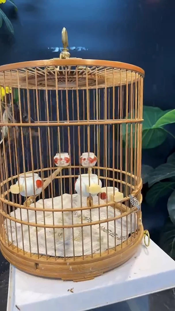 虎皮鹦鹉29号 虎头凤 养笼0元起拍