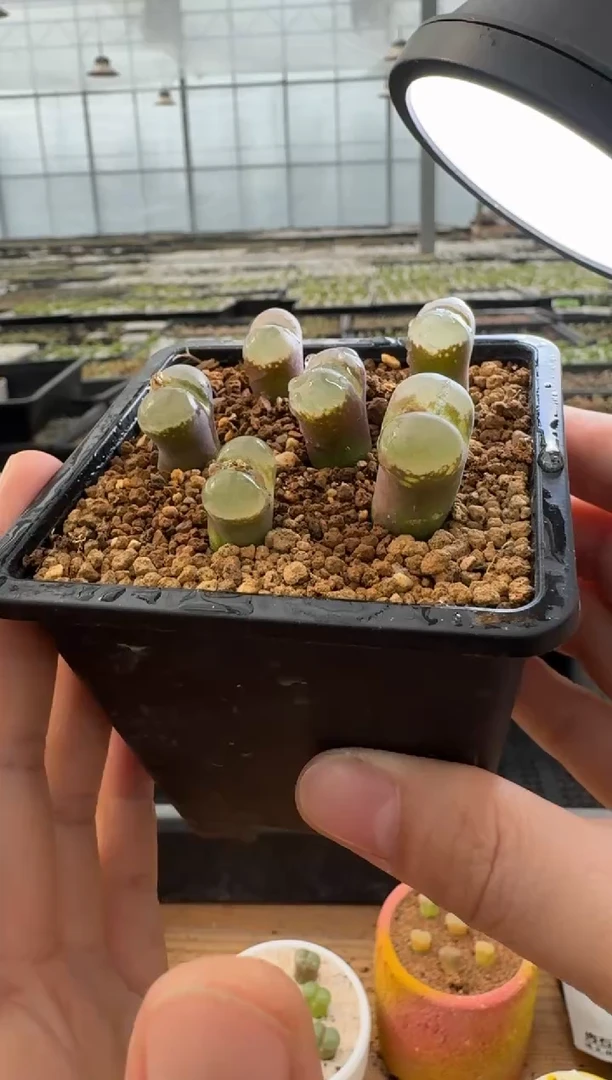 【闪购商品】22-78.拉索