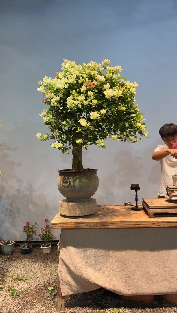 无花朵谦*白雪公主4