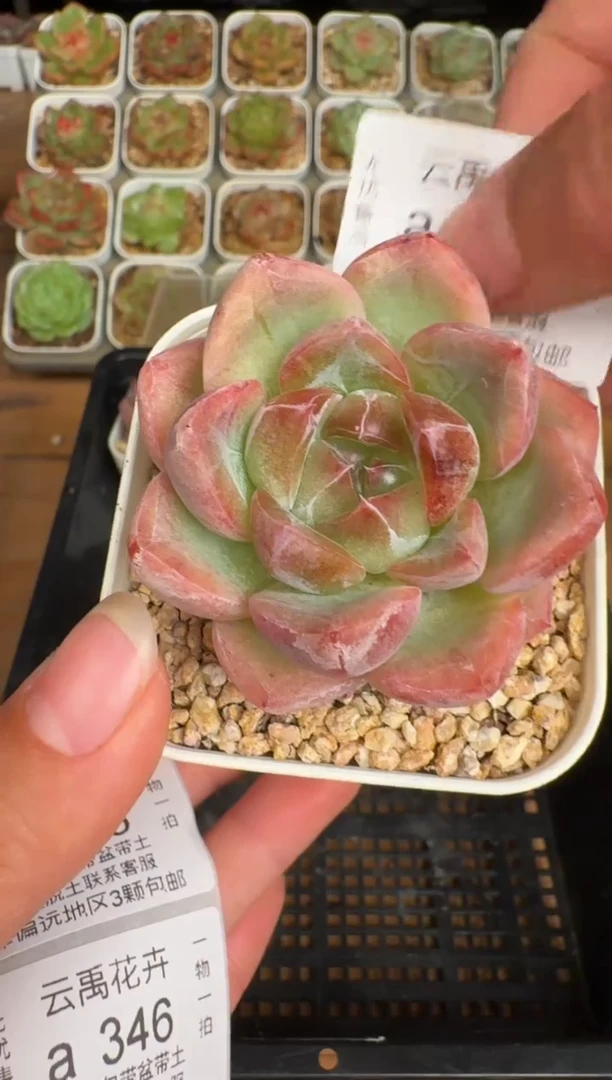 344a珍妮多肉(6.5cm杯）一物一拍 带盆土发