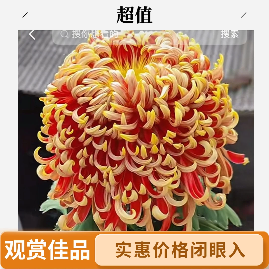 a一物一拍菊花母本断枝掉苞不售后想留品种的拍
