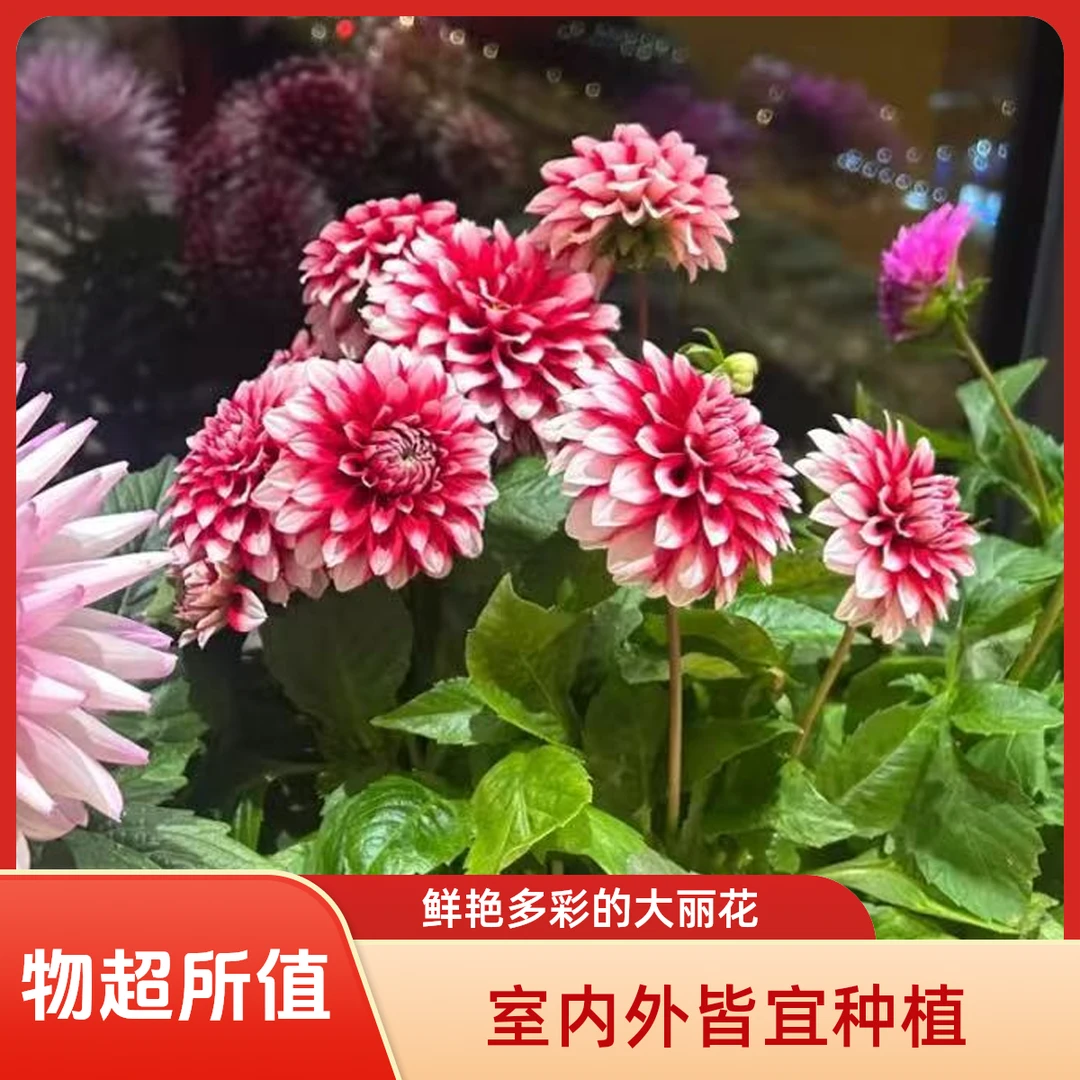 小丽花多年生球根草本植物带花苞发货适合阳台庭院种植