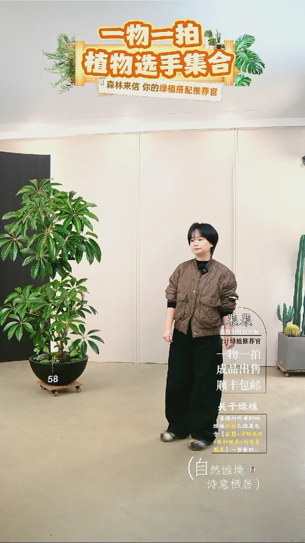 无花朵C****i日本进口保罗大叶伞连盆种好栽好一整套送货上门