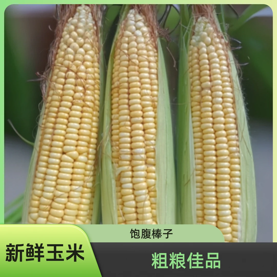 新鲜现摘笨玉米粗粮饱腹玉米带壳棒子带皮4.5-5斤整箱爆浆玉米