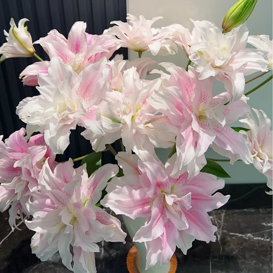 【云舍花卉】伊莎贝拉重瓣香水百合家用鲜花行业顶货云南省鲜切花