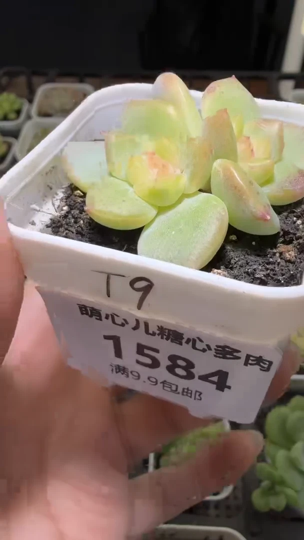 1584  T9多肉植物