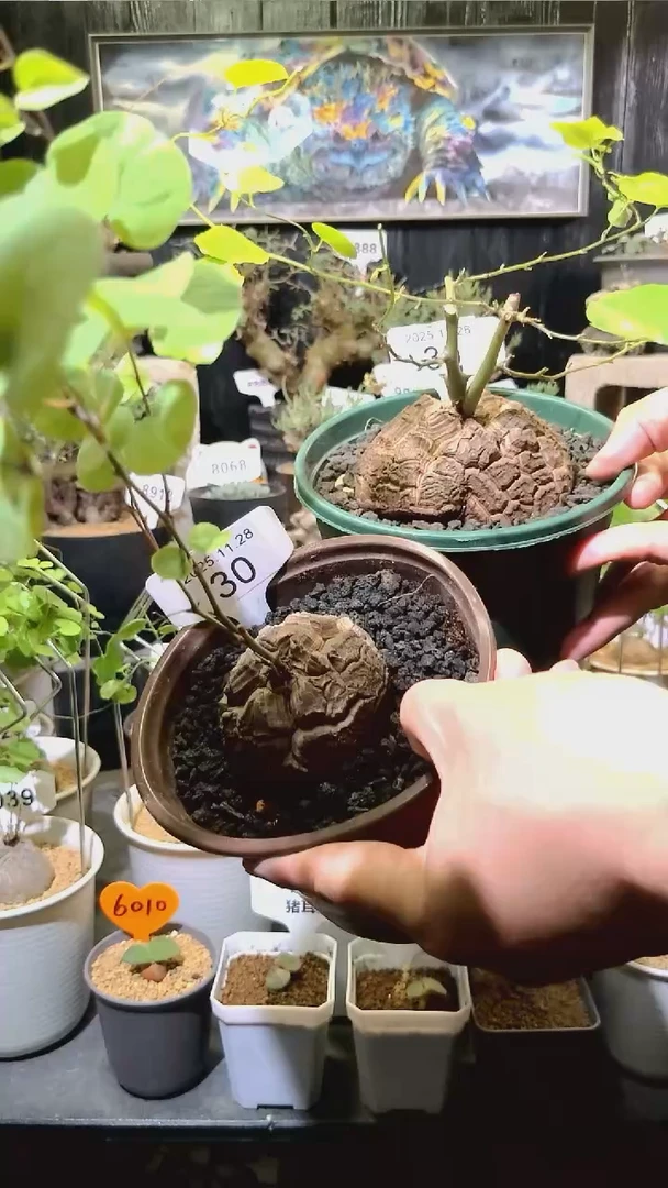 30号1128福利南非龟甲龙买一送一