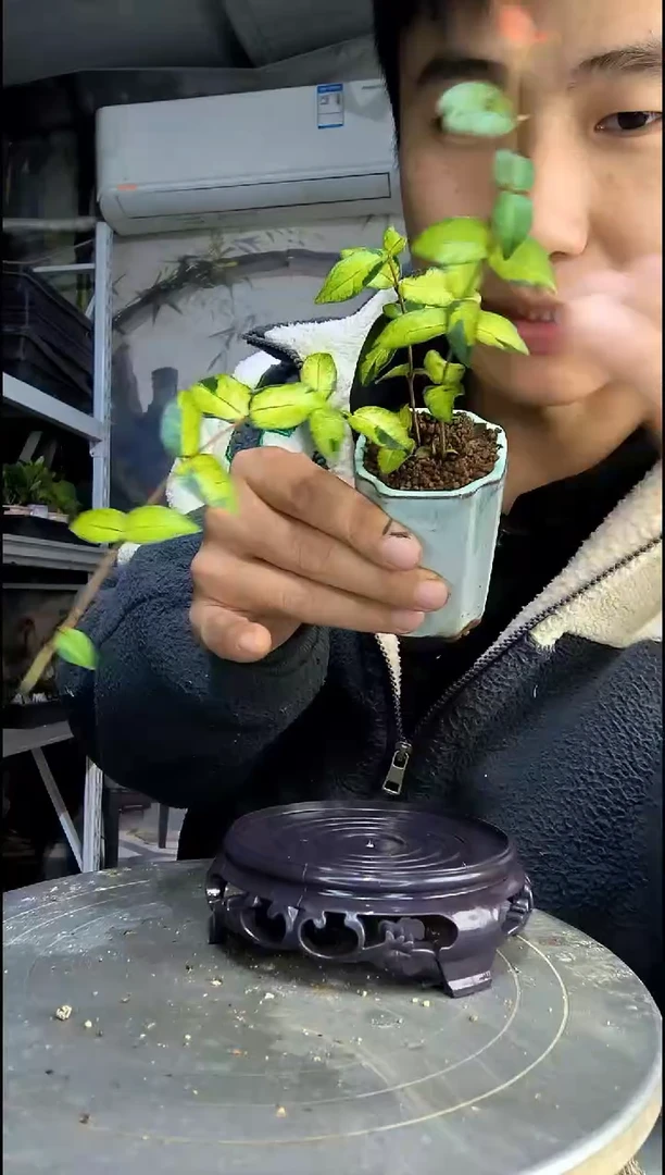 哆*咪中青园艺一物一拍97